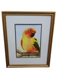 Framed Watercolor Painting Of Beautful Sun Conure Tropical Bird - Artist Signed MK Merrill