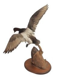 Canvasback Duck Taxidermy Full Body In Flight Mount