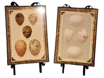 Two Framed Antique Look Bird Egg Study Plates