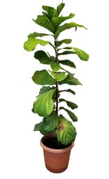 Wonderful Large LIVE 74' Fiddle-leaf Potted Plant With Plastic Planter