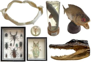 Collection Of Taxidermy - Shark, Alligator, Piranha, Bugs, Shark Jaw And More