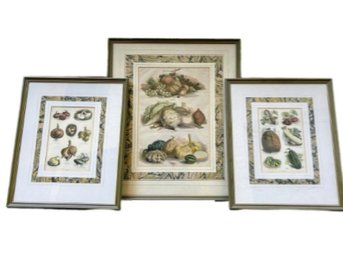 Hand Colored Fruit And Vegetable Engravings