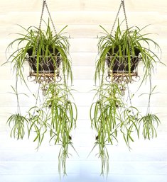 A Pair Of Lovely Spider Plants In Terra Cotta And Glazed Earthenware Pots