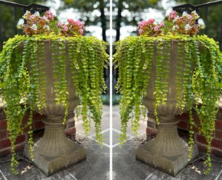 A Pair Of Elegant Vintage Cast Stone Urns With Live Greenery