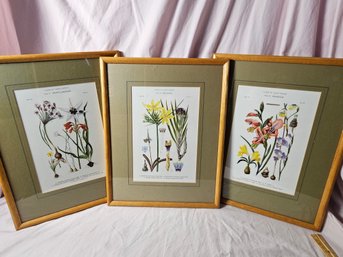 Framed Selection Of 3 Flora Prints Of South Africa - From The Rudolf Marloth Collection