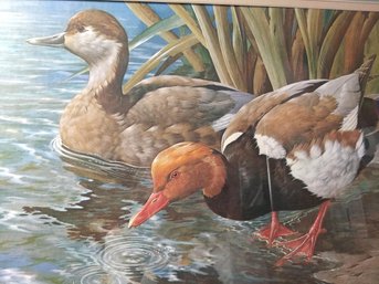 Nicely Framed And Matted Red Crested Pochards By Basil Ede, English Wildlife Artist