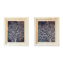 Pair - Framed Mounted And Matted Prints Of Sea Fans