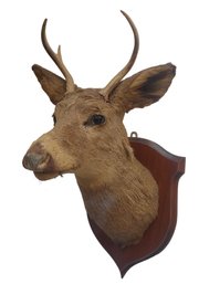 Vintage 3 Pt Deer Buck Mounted Taxidermy