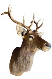 10Point North American Elk Shoulder Mount