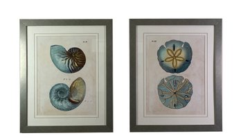 Pair Of Nautical Prints After Plates - Nautilus And Sand Dollar - Well Framed And Matted Behind Glass