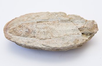 Fish Fossil