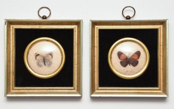 Pair Of Vintage Butterfly Taxidermi Art Framed Under Glass
