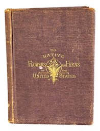 The Native Flowers And Ferns Of The United States  1880