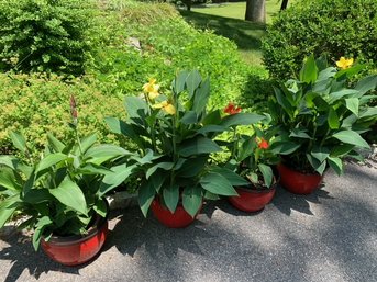4 Plastic Pots With Healthy Perennial Canna Lilies - 16'd