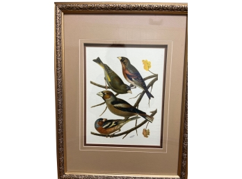 Framed Bird Print