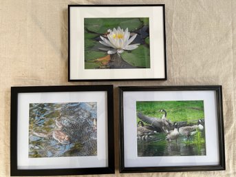 The Pond Life, Photographs By Ken Kelly, Framed And Matted 15x12in