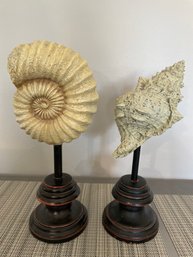 2 Decorative Shells