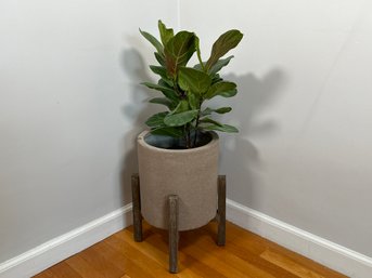 A Pretty Fiddle Leaf Fig Plant