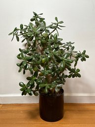 A Jade Plant