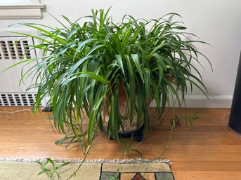 A Large Spider Plant In A Terracotta Planter