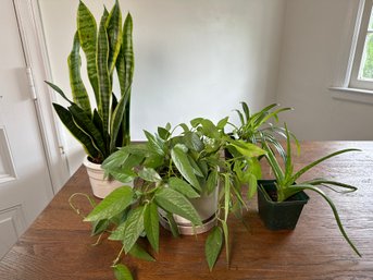 Snake Plant, Spider Plant & Cebu Blue Pothos Plants