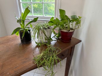 An Assortment Of Plants: Elkhorn Fern, Spider Plant