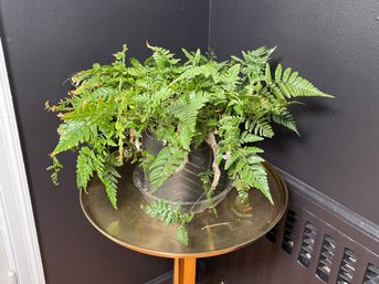 Pretty Rabbit Foot Fern Plant