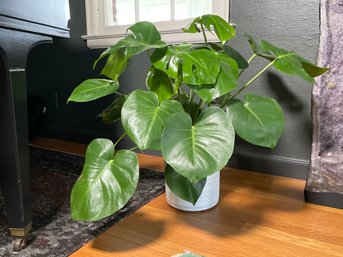 A Pretty Monstera Plant