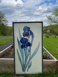 Iris Germanica Framed Print, Pierre-Joseph Redoute