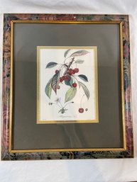 Bigarreau Noir Cherry Fruit Print 15x17 Matted Framed