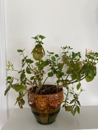 Brush McCoy Majolica Planter Lion Head And Chain 249 With Kalanchoe Plant