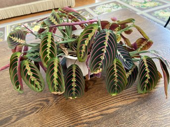 Prayer Plant With Handmade Decorative Pottery Bowl