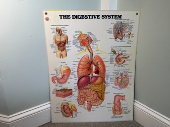 Vintage Laminated Digestive System Poster