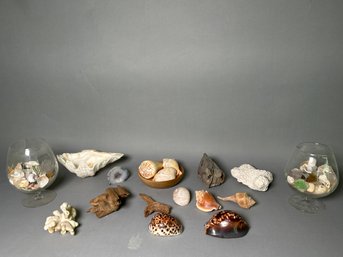 Large Collection Of Shells, Coral & Driftwood