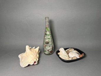 Beautiful Seashells & Seaglass