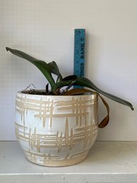 Ceramic Planter With An Orchid Plant  7.5x6in