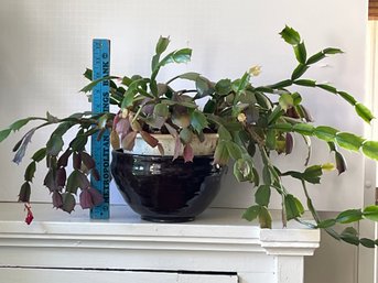 Healthy Happy Christmas/easter Cactus