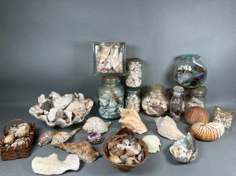 Very Large Collection Of Sea Shells & More