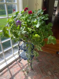 A  Beautiful Large Geranium About 3ft Across In Pot