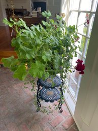 A  Beautiful Large Geranium About 3ft Across In Pot Lot 2