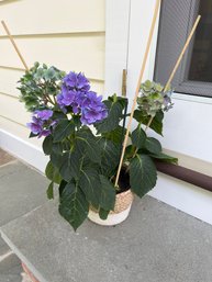 Hydrangea's, Purple Or Blue Which Hue Is For You?