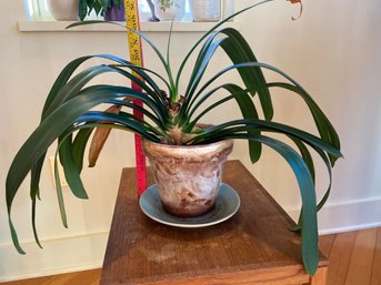 Lot 2 Clivia Bush Lily Plant In Terra Cotta Pot