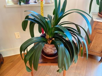 Lot 3 Clivia Bush Lily Plant In Terra Cotta Pot