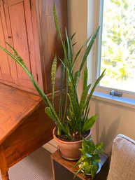 Two Snake Plants Dracaena Trifasciata House Plants Easy Keepers Fresh Air Nice Plants