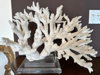 Branch White Coral On Lucite Base