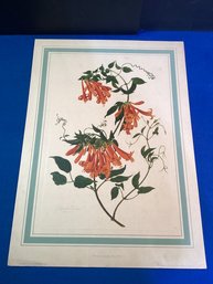 Vintage, Offset Lithograph, Published 1950 Well Listed Artist( Dorothy  Falcon Platt)
