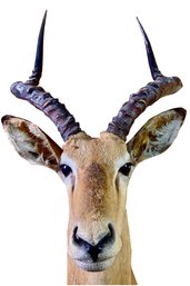 South African Impala - Shoulder Mount