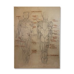 40x30 Human Anatomy With Notes On Cardboard By Judy Tobey - Altons Daughter