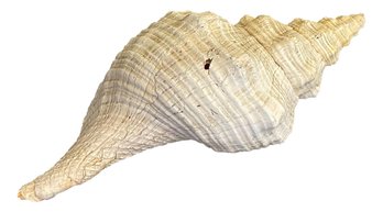 Large Conch Shell