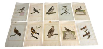 Group Of 10 Ornithological Bird Prints By Francois Martinet